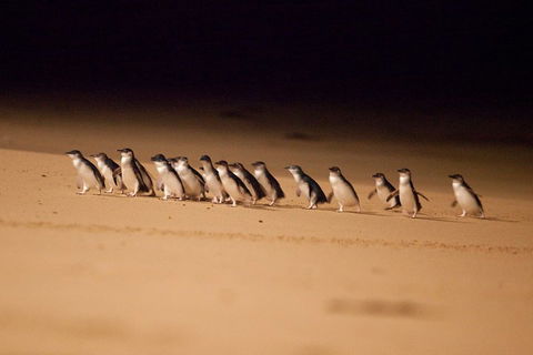 Great Ocean Road & Phillip Island Overnight Tour - Accommodation Nelson Bay 2