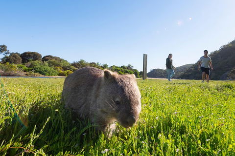 Wilson's Promontory Small Group Eco Tour From Melbourne - Accommodation Nelson Bay 2
