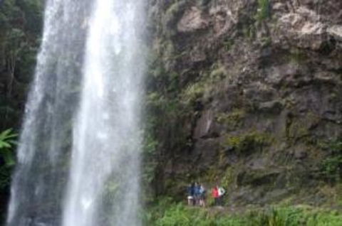 Springbrook National Park Discovery Full-Day Bushwalking Tour - Accommodation Nelson Bay 0