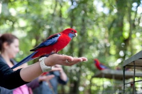 Springbrook National Park Discovery Full-Day Bushwalking Tour - Accommodation Nelson Bay 1