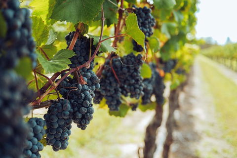 Yarra Valley 2-6 Guests With Lunch And Gin Tasting At Four Pillars - Accommodation Nelson Bay 1