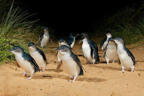 Small Group - Phillip Island Hike & Penguin Parade Day Tour From Melbourne - Accommodation Nelson Bay 1