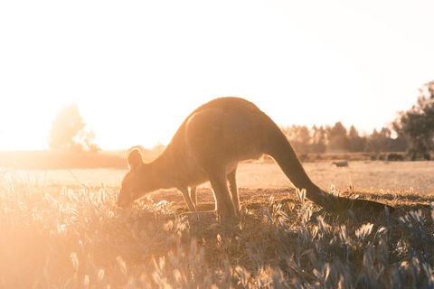 Small Group - Phillip Island Hike & Penguin Parade Day Tour From Melbourne - Accommodation Nelson Bay 2