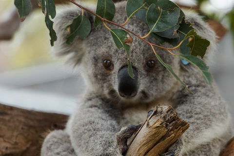 Small Group - Phillip Island Hike & Penguin Parade Day Tour From Melbourne - Accommodation Nelson Bay 4