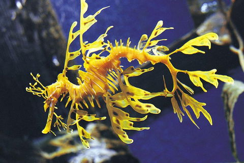 SEA LIFE Melbourne Aquarium Admission Ticket - Accommodation Nelson Bay 0