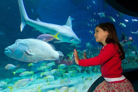 SEA LIFE Melbourne Aquarium Admission Ticket - Accommodation Nelson Bay 1