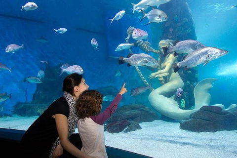 SEA LIFE Melbourne Aquarium Admission Ticket - Accommodation Nelson Bay 4