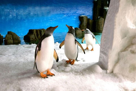Penguin Passport At SEA LIFE Melbourne Aquarium - Accommodation Nelson Bay 1