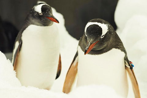 Penguin Passport At SEA LIFE Melbourne Aquarium - Accommodation Nelson Bay 2