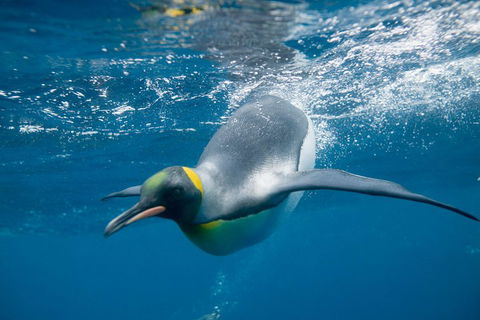 Penguin Passport At SEA LIFE Melbourne Aquarium - Accommodation Nelson Bay 3