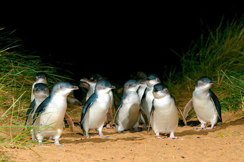 Melbourne Combo: Great Ocean Road, Puffing Billy, Moonlit Sanctuary & Penguins - Accommodation Nelson Bay 4