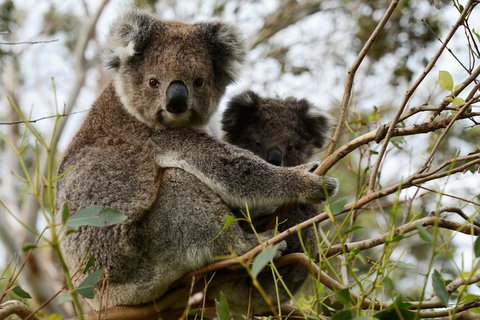 Melbourne Combo: Great Ocean Road + Phillip Island Express + Attraction Pass - Accommodation Nelson Bay 2