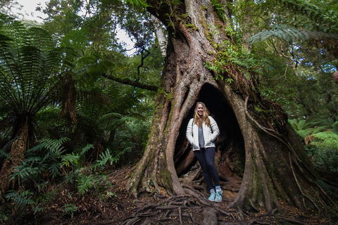 3 Day Great Ocean Road, Phillip Island & Wilsons Promontory Ultimate Tour - Accommodation Nelson Bay 2