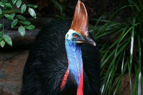 Cape Tribulation, Daintree Rainforest And Wildlife Tour - Accommodation Nelson Bay 5