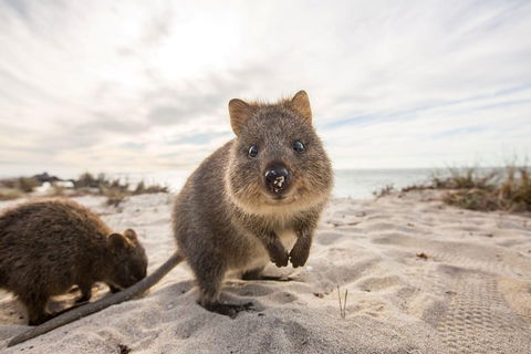 Rottnest Bayseeker Bus Tour From Hillarys Boat Harbour - Accommodation Nelson Bay 1