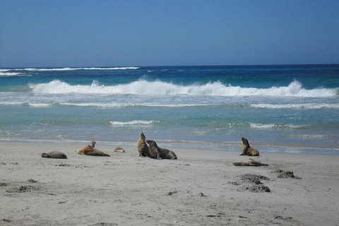 Kangaroo Island In A Day Tour From Adelaide - Accommodation Nelson Bay 1