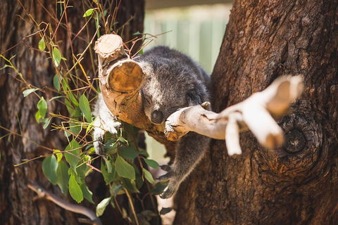 Melbourne City Tour And Phillip Island In One Day - Accommodation Nelson Bay 0