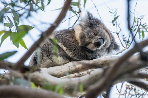 Great Ocean Road And Grampians 2 Day Short Break Escape From Melbourne - Accommodation Nelson Bay 2