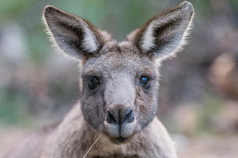 Great Ocean Road And Grampians 2 Day Short Break Escape From Melbourne - Accommodation Nelson Bay 4