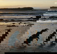 Phillip Island Penguin Parade Day Trip with Koala Conservation Reserve Visit - Accommodation Nelson Bay
