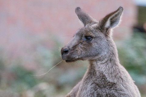 Grampians National Park With Kangaroos And MacKenzie Falls From Melbourne - Nelson Bay Accommodation.com 0