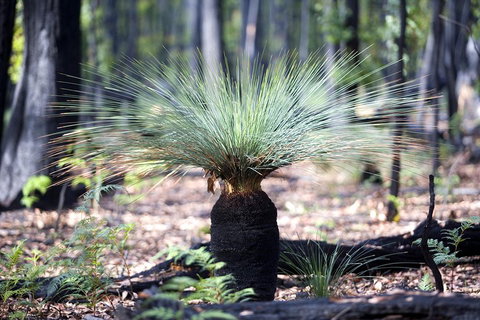 Grampians National Park With Kangaroos And MacKenzie Falls From Melbourne - Nelson Bay Accommodation.com 5