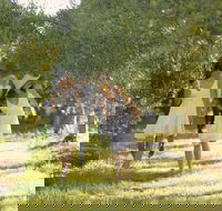 Yarra Valley Wine Tour with Local Harvest Tastings from Melbourne - Accommodation Nelson Bay