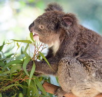 Blue Mountains Private Tour with Kangaroos  Koala Encounter - Accommodation Nelson Bay