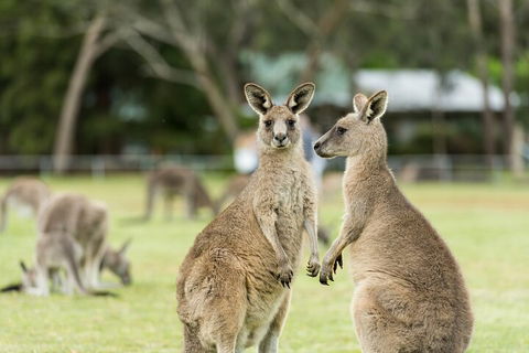 Melbourne Short Break Holiday To The Great Ocean Road & Grampians 3 Day Escape - Accommodation Nelson Bay 5