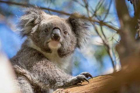 Phillip Island Penguin And Koala Highlights Day-Trip From Melbourne - Accommodation Nelson Bay 2