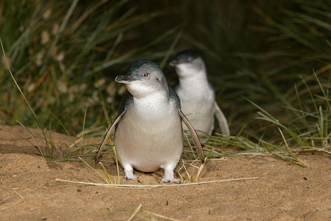 Phillip Island Penguin And Koala Highlights Day-Trip From Melbourne - Accommodation Nelson Bay 3