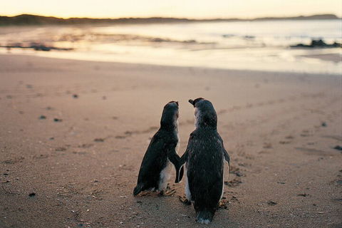 Phillip Island Penguin And Koala Highlights Day-Trip From Melbourne - Accommodation Nelson Bay 4