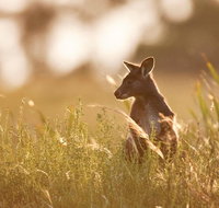 Sunset Blue Mountains Wilderness  Wildlife Tour without the crowds - Accommodation Nelson Bay