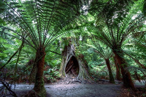 2-Day Melbourne To Adelaide Tour: Great Ocean Road And Grampians One Way Trip - Accommodation Nelson Bay 3