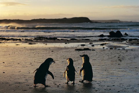 Small-Group Phillip Island Day Trip From Melbourne With Penguin Plus Viewing - Accommodation Nelson Bay 2