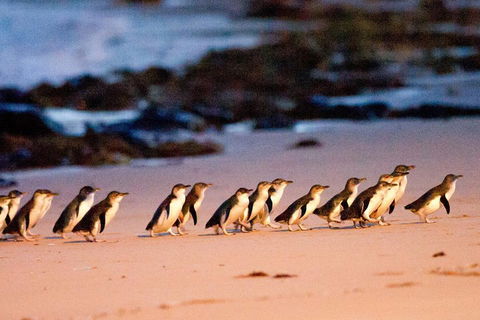 Small-Group Phillip Island Day Trip From Melbourne With Penguin Plus Viewing - Accommodation Nelson Bay 4