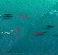40-45 Minute Port Stephens and Stockton Beach Helicopter Flight - For 2 - Accommodation Nelson Bay