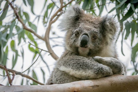 Great Ocean Road & Grampians National Park Tour - 3 Days, 2 Nights - Accommodation Nelson Bay 2