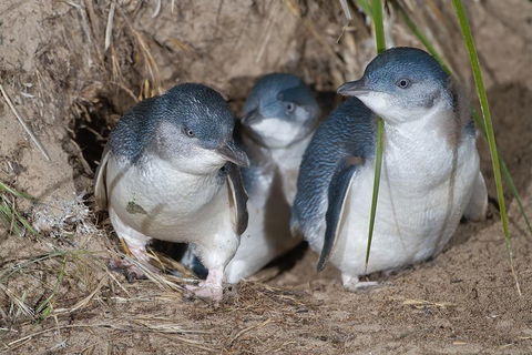 Great Ocean Road & Phillip Island - 3 Days, 2 Nights - Accommodation Nelson Bay 2