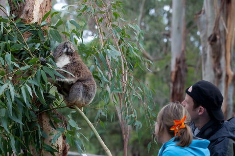 Great Ocean Road & Phillip Island - 3 Days, 2 Nights - Accommodation Nelson Bay 4