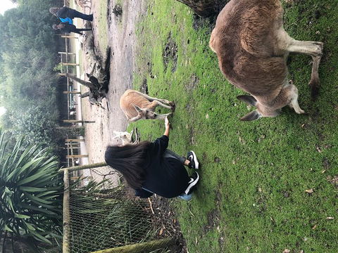 Perth Hills - Wildlife, Art & Gastronomy - Accommodation Nelson Bay 4