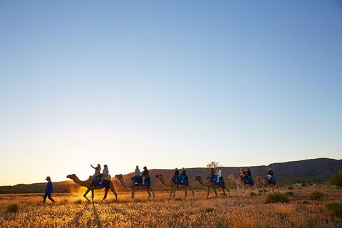 Alice Springs Camel Tour - Accommodation Nelson Bay 1
