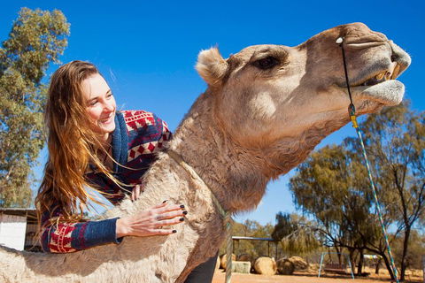 Alice Springs Camel Tour - Accommodation Nelson Bay 2