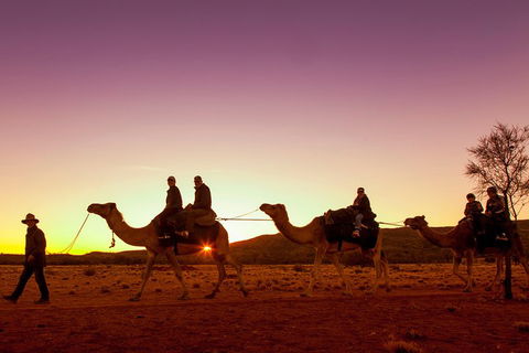 Alice Springs Camel Tour - Accommodation Nelson Bay 4