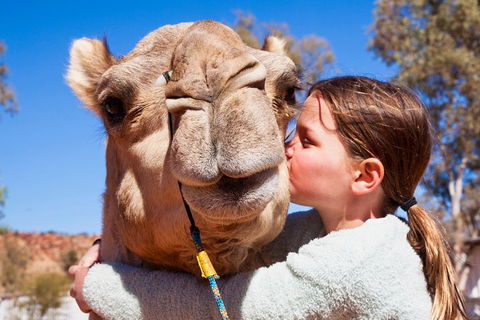 Alice Springs Camel Tour - Accommodation Nelson Bay 5