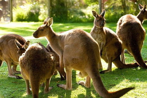 Melbourne City Card (3 Days): Visit Unlimited Attractions! - Accommodation Nelson Bay 4