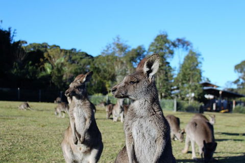 Royal National Park Tour - Accommodation Nelson Bay 2