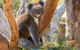 Mount Lofty Hike And Cleland Wildlife Park Day Trip From Adelaide - thumb 2
