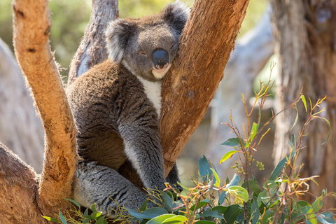 Mount Lofty Hike And Cleland Wildlife Park Day Trip From Adelaide - Accommodation Nelson Bay 2