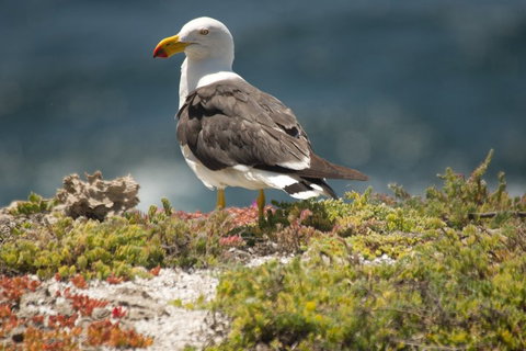 From The Mountains To The Bay - 4 Day Rediscovery Small Group Tour - Accommodation Nelson Bay 1